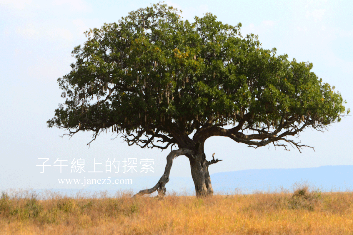 【淺談非洲常見的樹木】Trees from Africa - 子午線上的探索