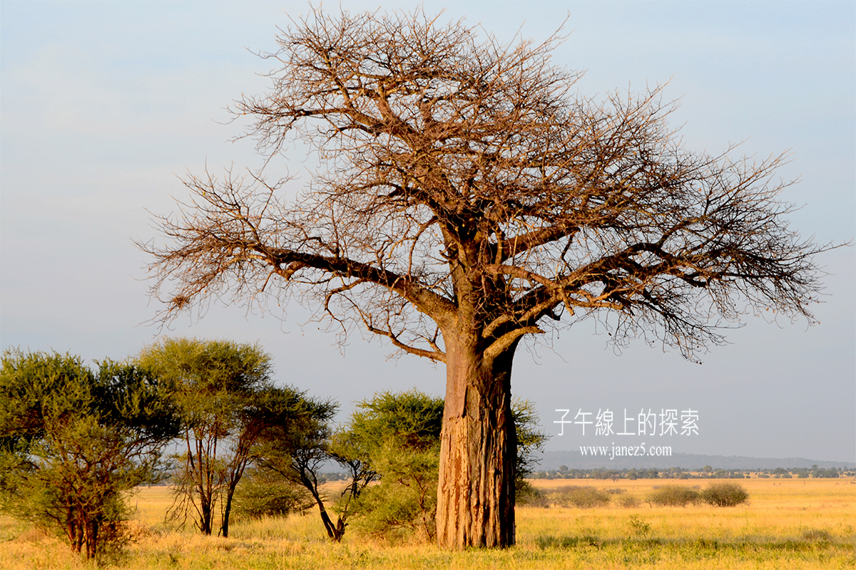塞伦盖蒂日出，非洲的金合欢树照片摄影图片_ID:152291925-Veer图库